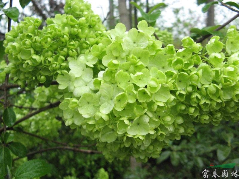 麻葉繡球，別名：麻葉繡線菊，麻葉繡球基地，江蘇沭陽麻葉繡球