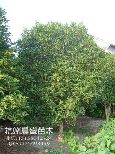 桂花