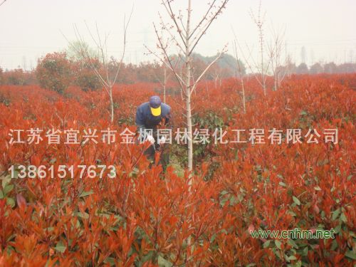 紅葉石楠
