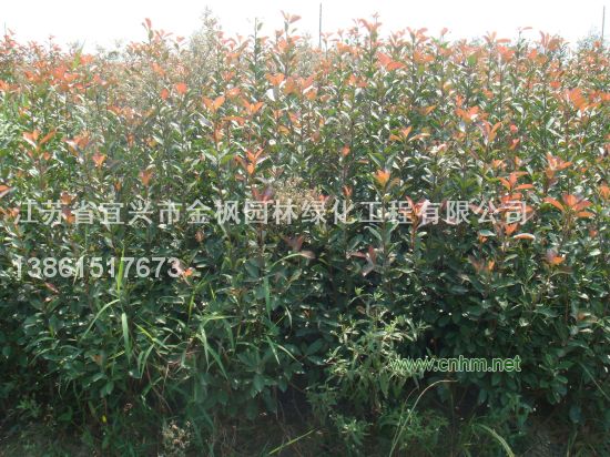 紅葉石楠綠籬