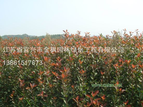 紅葉石楠綠籬