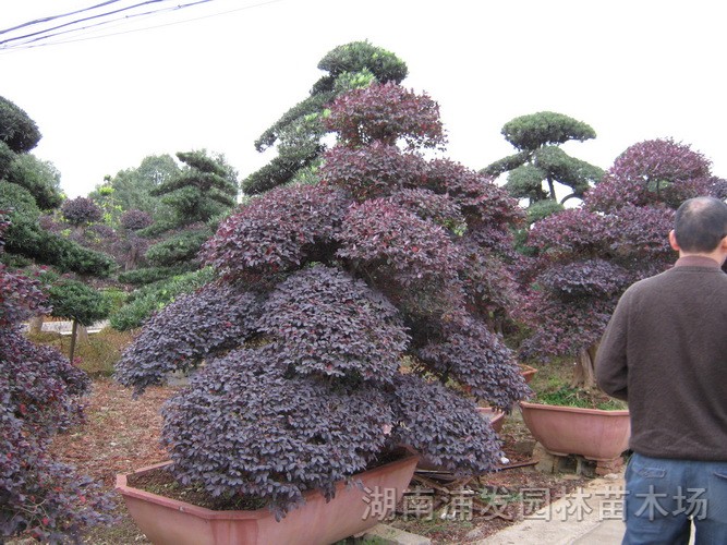 湖南紅繼木、紅繼木小苗、紅繼木球、紅繼木盆景