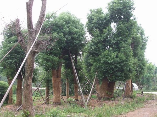 各種規(guī)格香樟