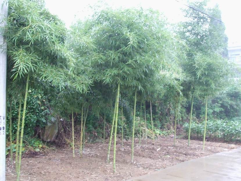 食用竹