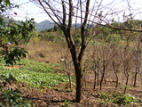 1--10公分海棠；桂花；3--20公分樱花