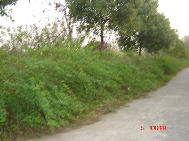 黃馨