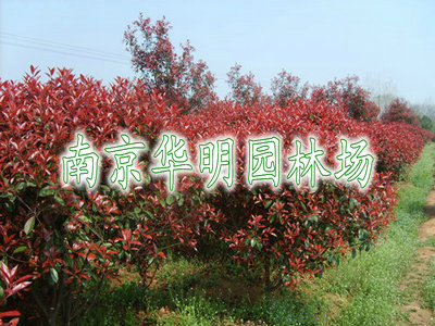 红叶石楠球、独杆红叶石楠、红叶石楠小乔木