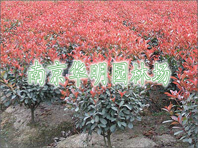 红叶石楠球、独杆红叶石楠、红叶石楠小乔木
