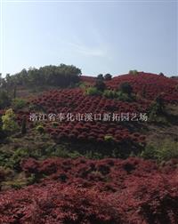 浙江紅楓苗木基地 紅楓價格優(yōu)惠 紅楓行情