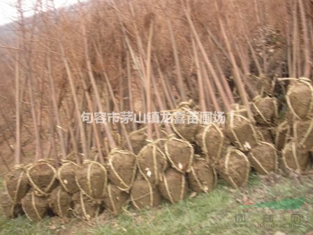 水杉/池杉/落羽杉/紅櫸樹基地1--30公分大量