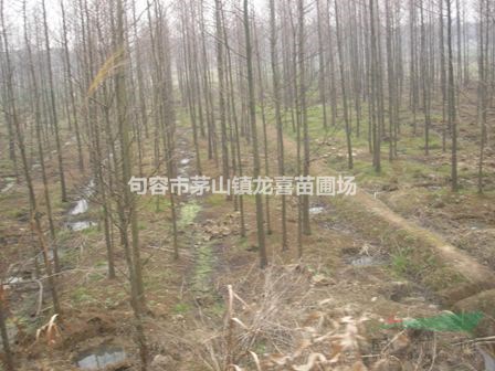 水杉/池杉/落羽杉/紅櫸樹基地1--30公分大量