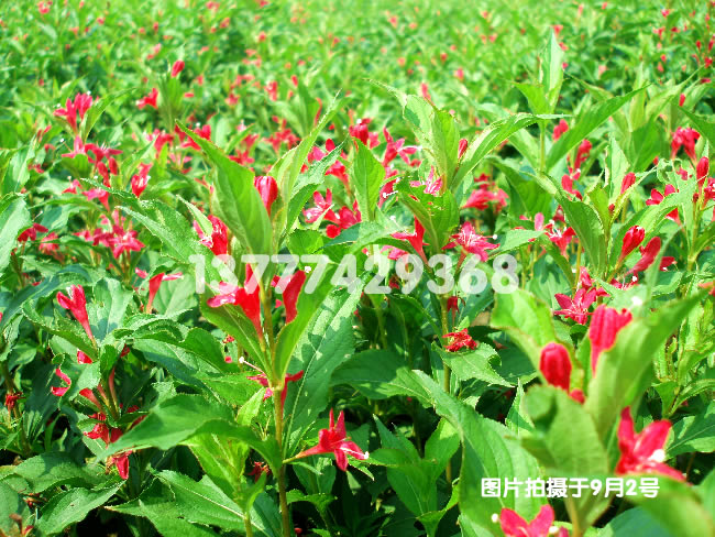 紅王子錦帶