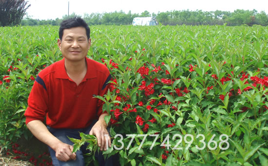 大量紅王子錦帶