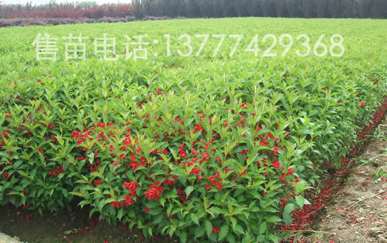 大量紅王子錦帶