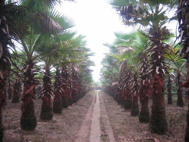 大量華棕