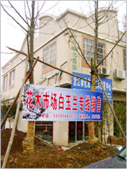 白玉蘭