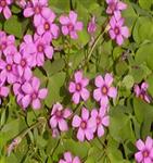 萬壽菊、矮牽牛、紅花酢漿草