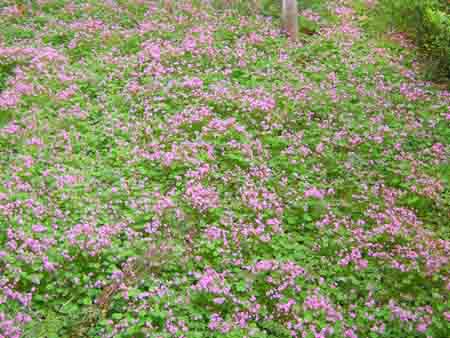地被石竹、紅花酢漿草、萬壽菊