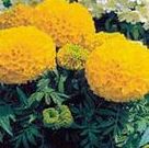 地被石竹、紅花酢漿草、萬壽菊