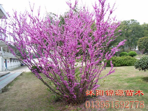 叢生紫薇、紅花紫薇、日本櫻花