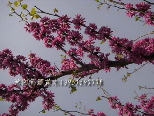 叢生紫薇、紅花紫薇、日本櫻花