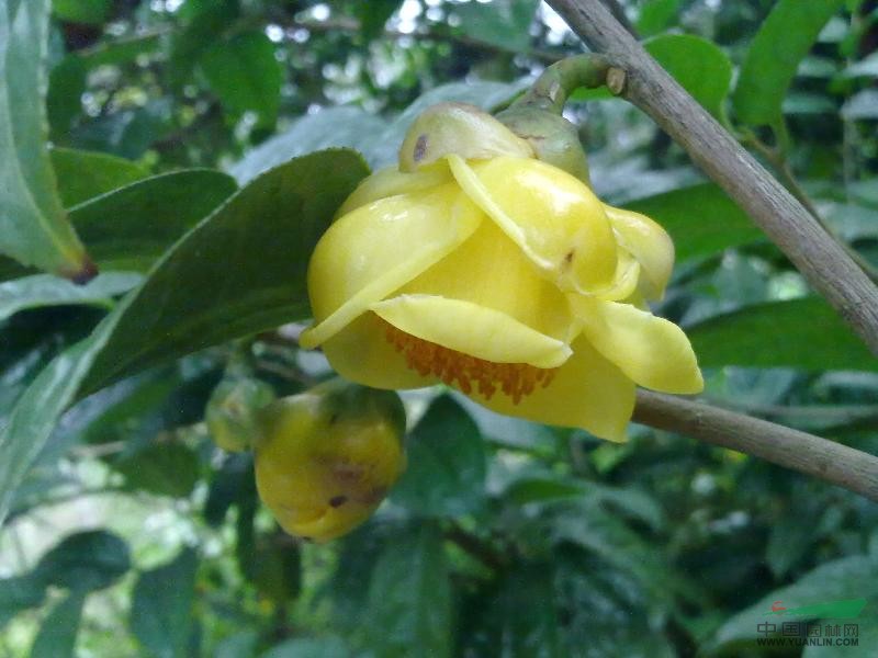 金花茶