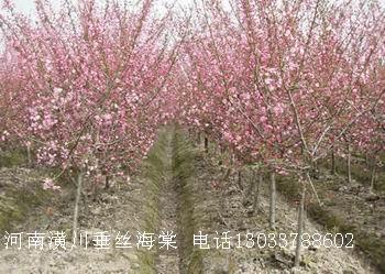 西府海棠,垂絲海棠,木瓜海棠,貼梗海棠,四季海棠