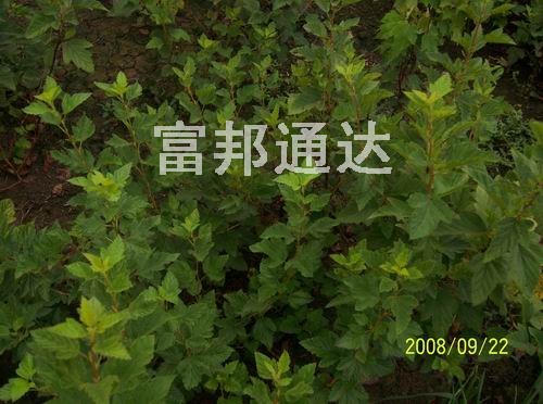 大量金葉風(fēng)箱果