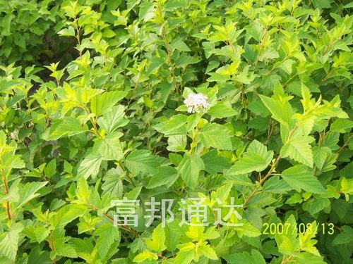大量金葉風(fēng)箱果