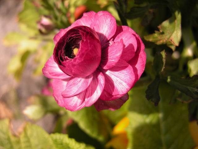 紅寶石海棠、紅景天、花毛茛