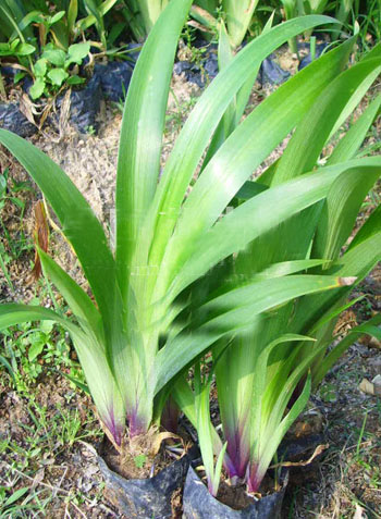 玉珊瑚、鳶尾草、鴛鴦茉莉