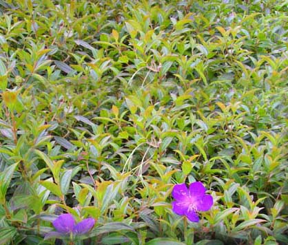 山茶花、山管蘭、小葉野牡丹