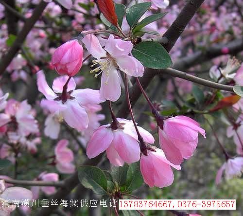 西府海棠,垂絲海棠價格,木瓜海棠價格,貼梗海棠價格,紅梅價格