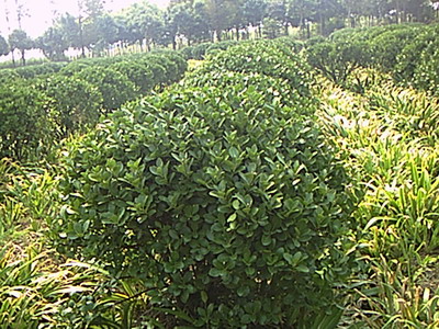 大葉黃楊,雀舌黃楊,瓜子黃楊,北海道黃楊,金森女貞