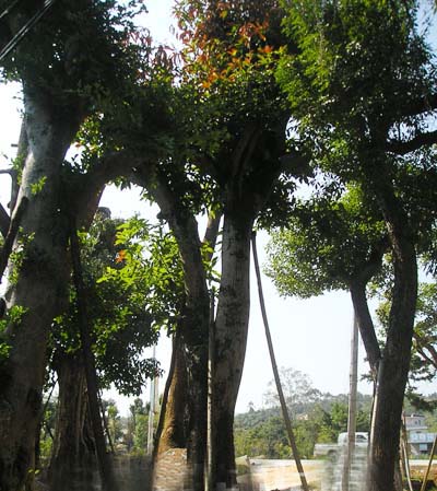 蓮霧、芒果樹、楊旦（水果樹）