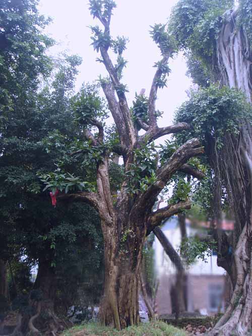 水黃皮、水晶葡桃、臺灣欒樹