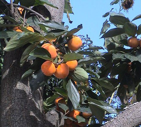 劍麻價格、豐花月季價格、火棘價格,紅帽子月季價格,梅花價格表