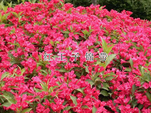 結(jié)香,春杜鵑,春鵑,毛鵑,夏鵑,紫鵑,紅寶石海棠,梨花海棠