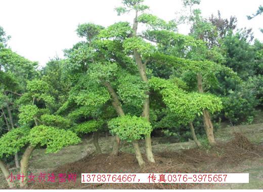 獨桿小葉女貞價格,獨桿冬青球,獨桿水臘球價格,獨桿構(gòu)骨球價格