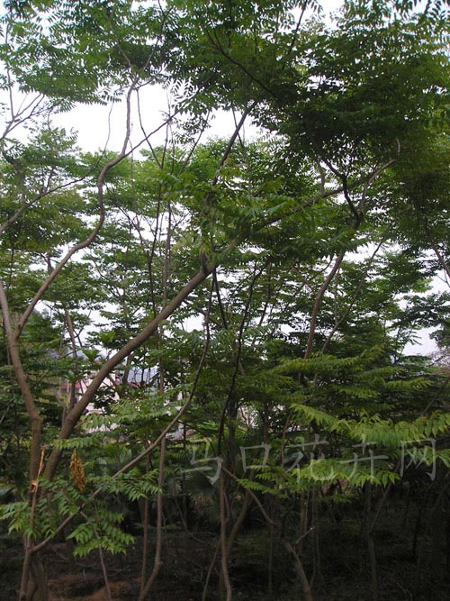 中东海枣、重阳木、台湾栾树