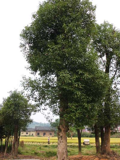 香樟
