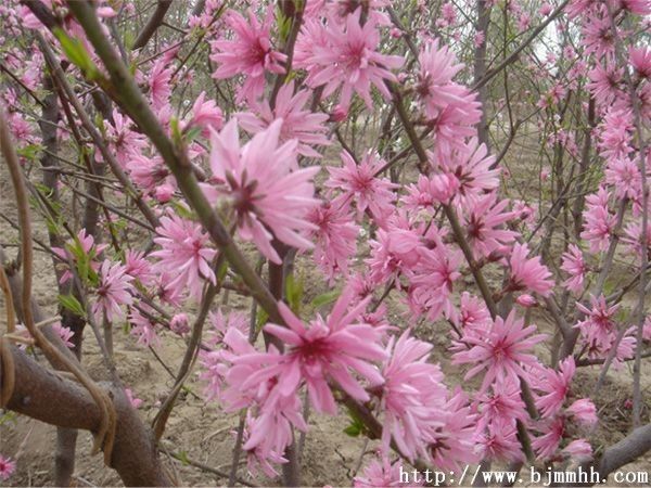 金枝國槐、菊花桃、龍柏