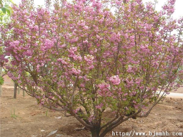 香花槐、雪松、櫻花