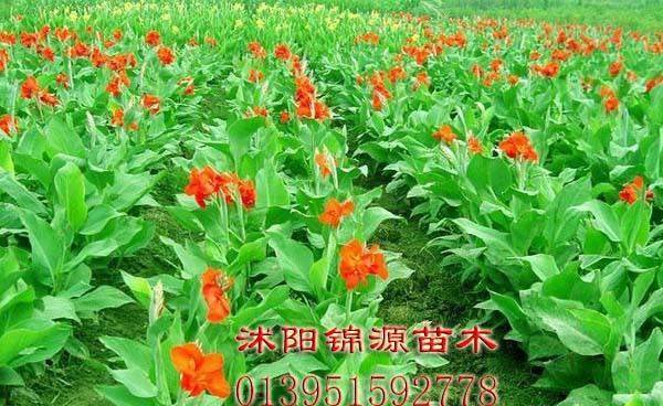 美人蕉、麥冬草、紅花（紫葉）炸漿草