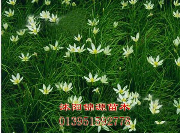 美人蕉、麥冬草、紅花（紫葉）炸漿草