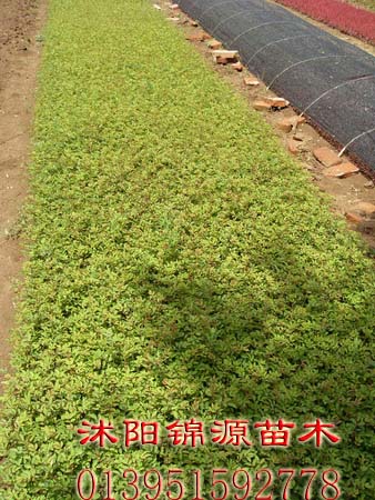 冬青苗、薔薇苗、花石榴苗、火棘苗、紅天竹苗