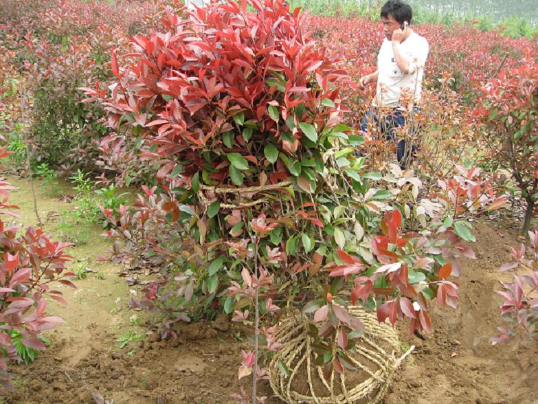 紅葉石楠