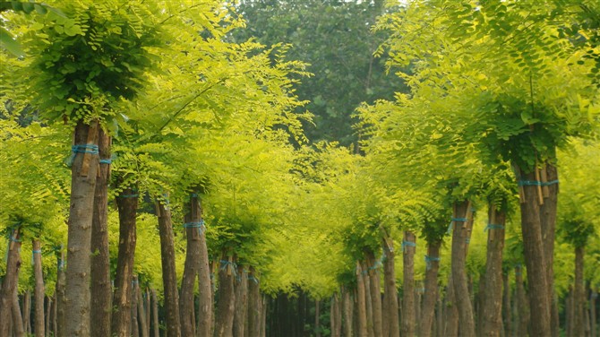 山東濟(jì)寧低價(jià)出碧桃，千頭椿，紫薇，榆葉梅，雪松，龍爪槐，黃櫨