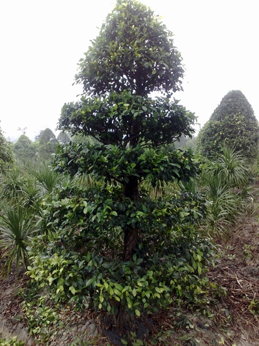 榕塔