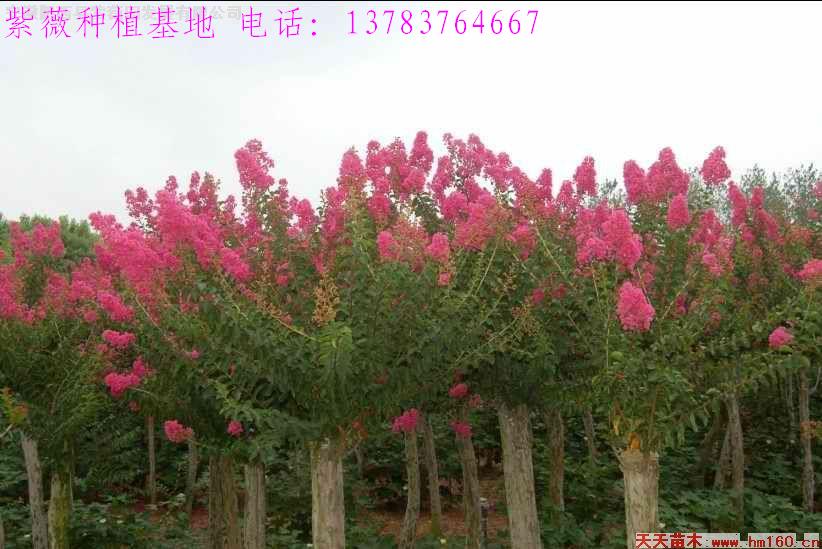 白玉蘭價格，紫薇價格，法桐價格，紫玉蘭價格，黃玉蘭價格